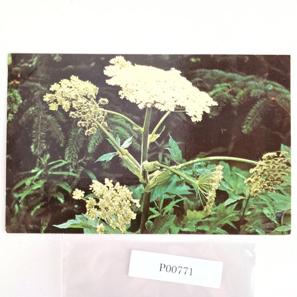 Cow Parsnip Wild Celery Flower Alaska 1960s Postcard Dexter Dedman's Photo Shop